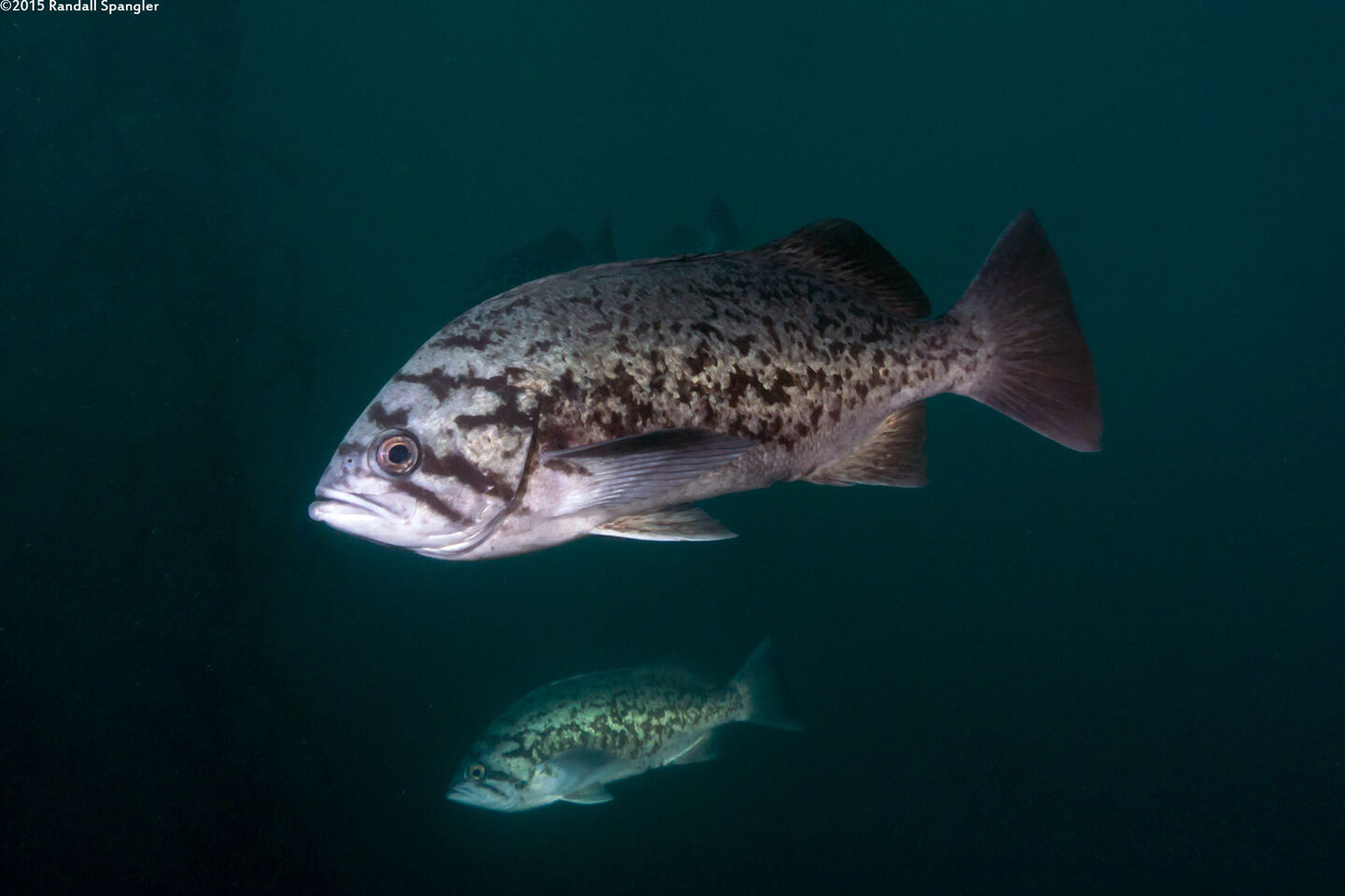 Sebastes mystinus (Blue Rockfish)