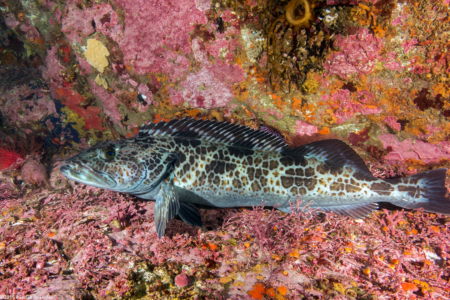 Ophiodon elongatus (Lingcod)