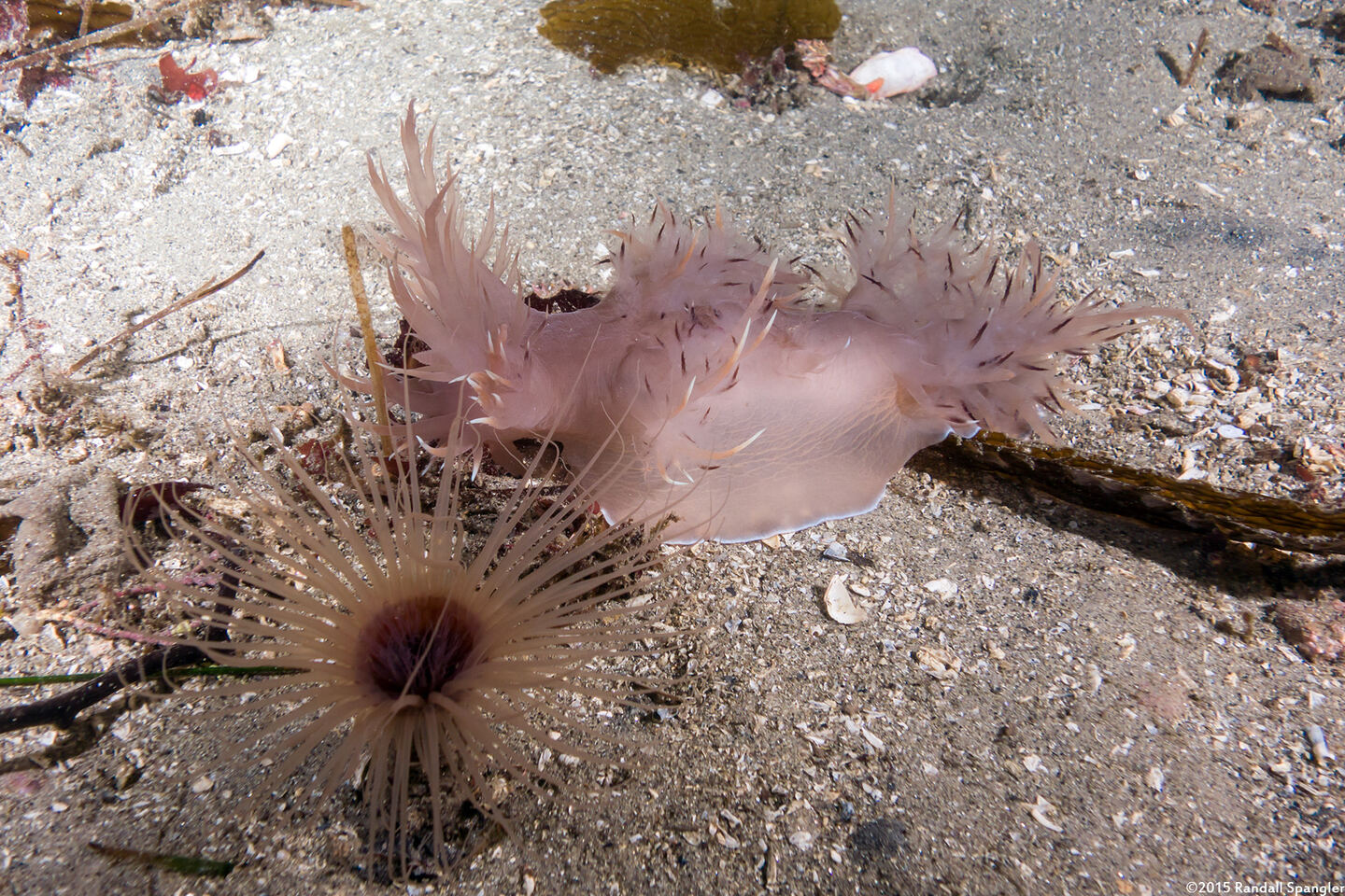 Dendronotus iris (Rainbow Dendronotus)