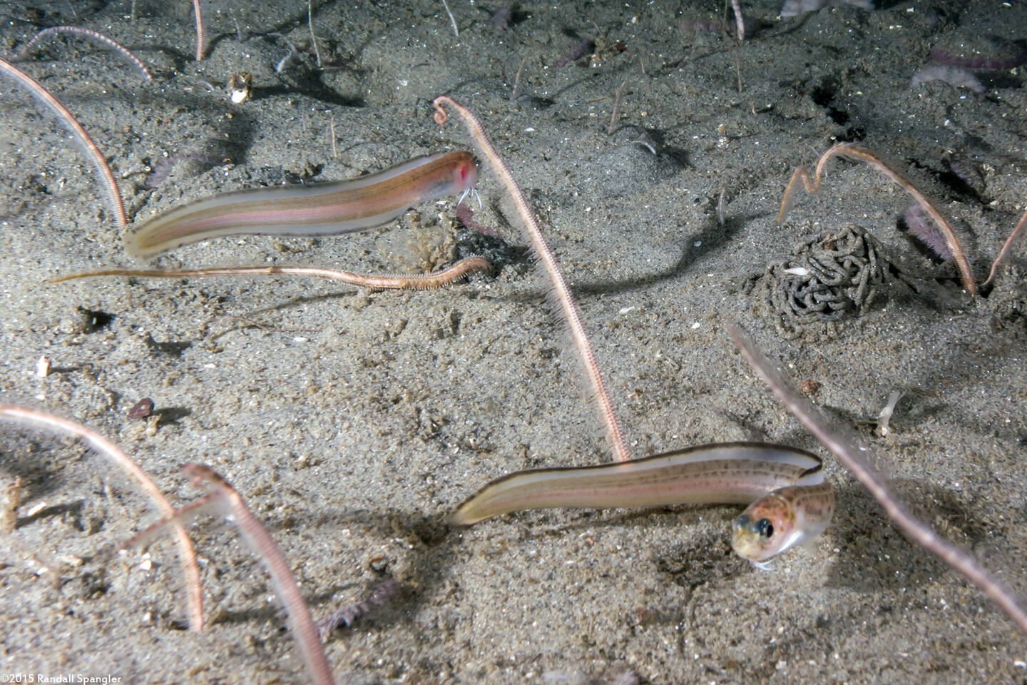 Chilara taylori (Spotted Cusk-Eel)