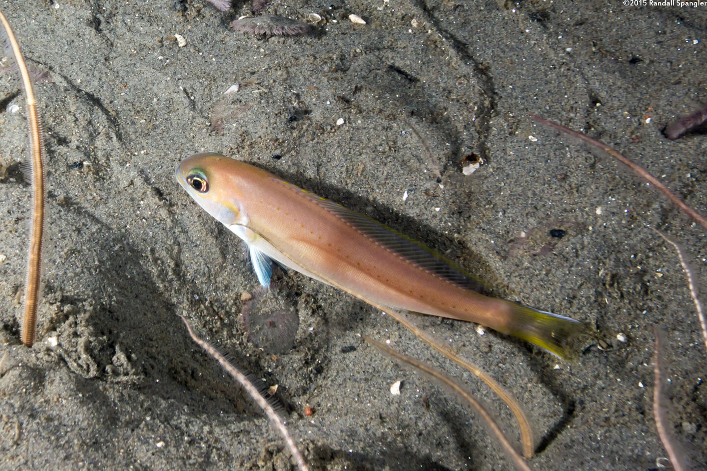 Caulolatilus princeps (Ocean Whitefish)