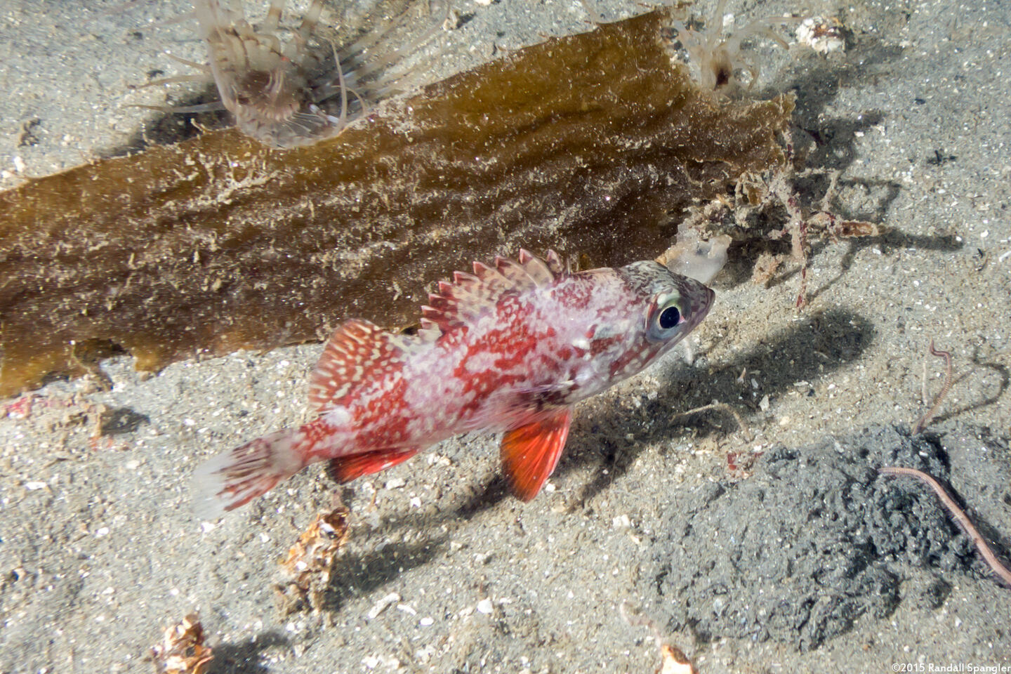 Sebastes miniatus (Vermilion Rockfish)