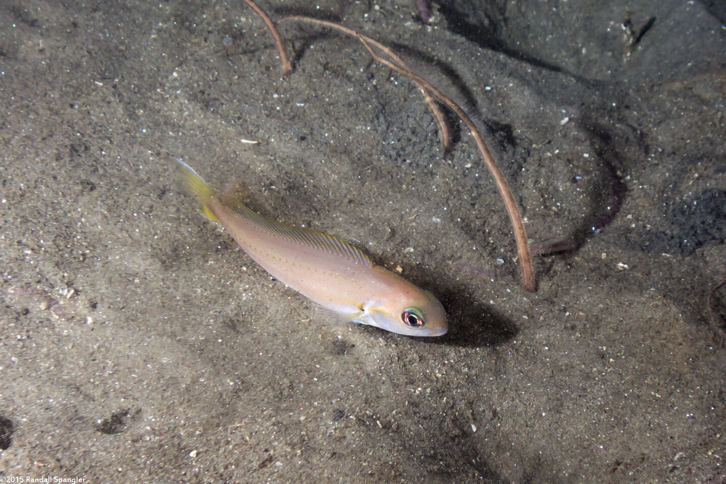 Caulolatilus princeps (Ocean Whitefish)