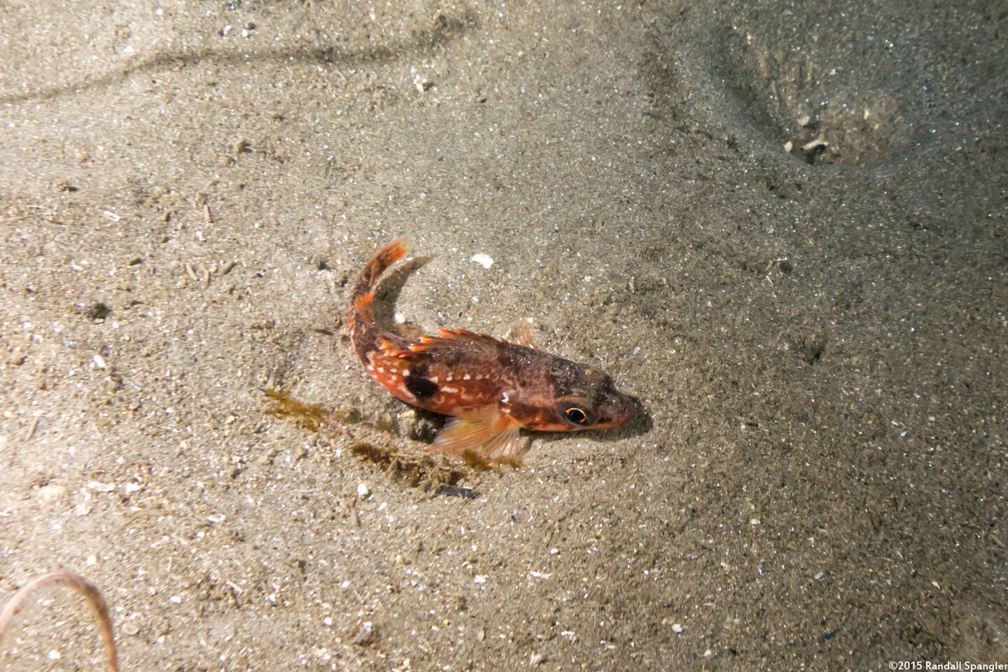 Sebastes semicinctus (Halfbanded Rockfish)