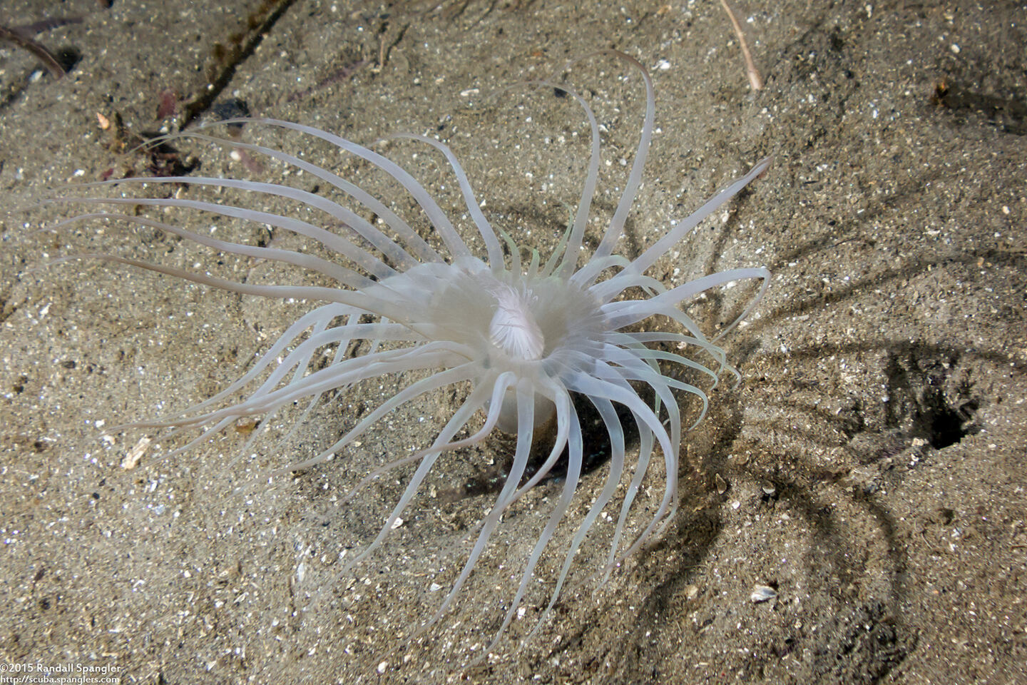 Pachycerianthus aestuari (Pachycerianthus Aestuari)