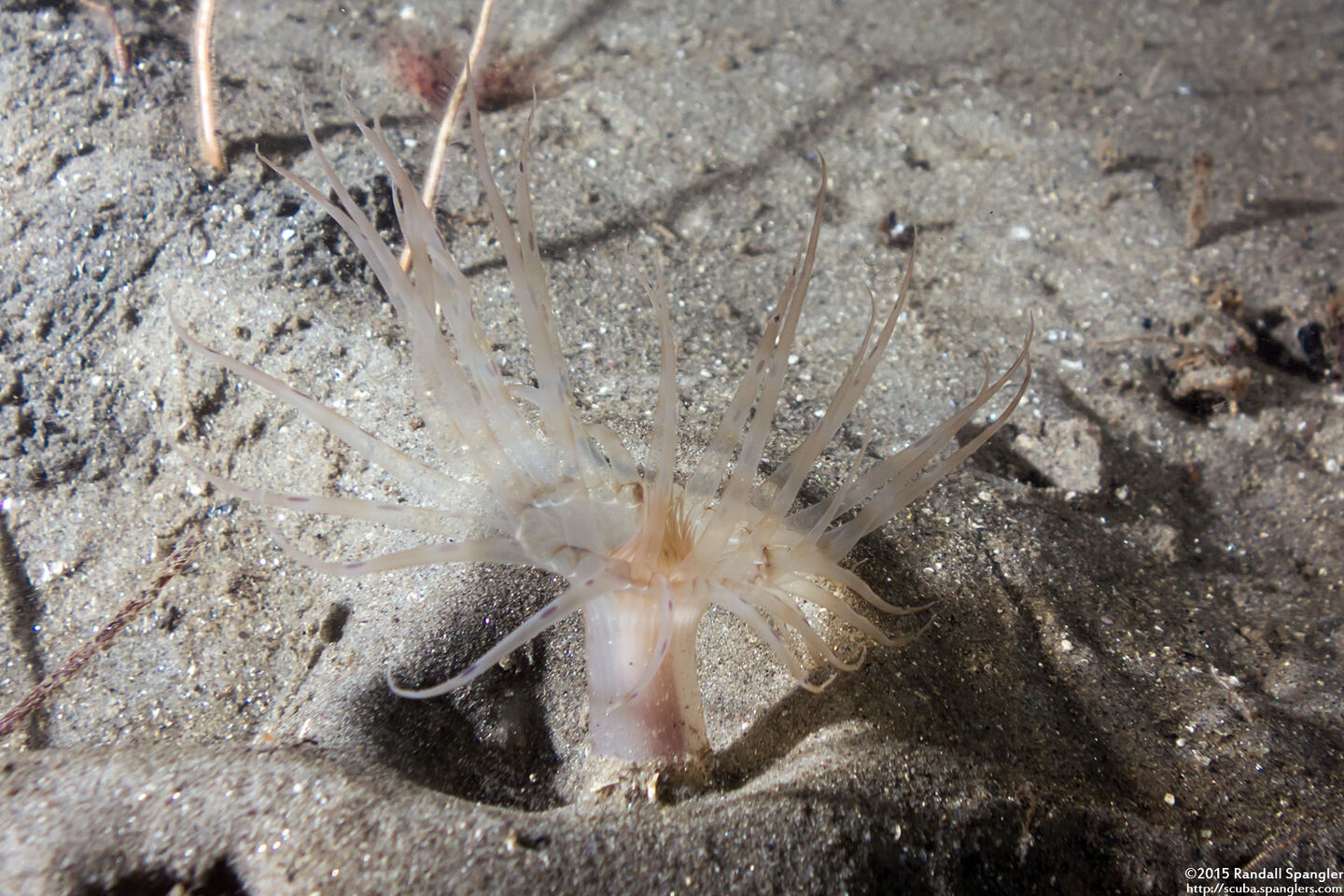 Pachycerianthus aestuari (Pachycerianthus Aestuari)