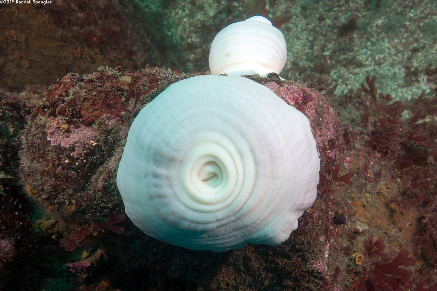 Metridium farcimen (White-Plumed Anemone); Totally pulled in