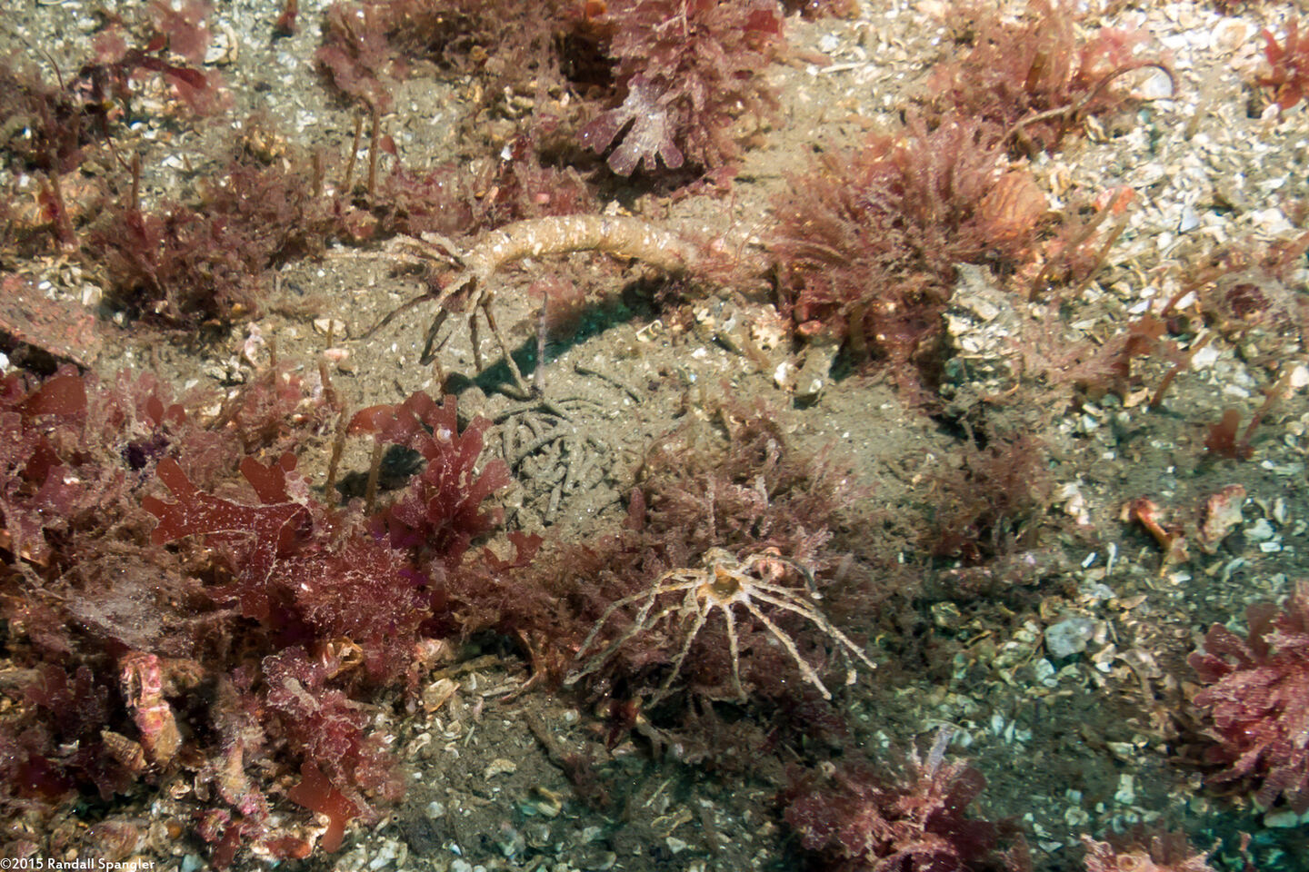 Praxillura maculata (Windmill Worm)