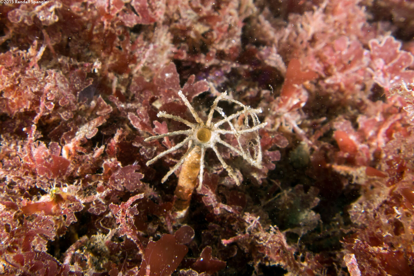 Praxillura maculata (Windmill Worm)