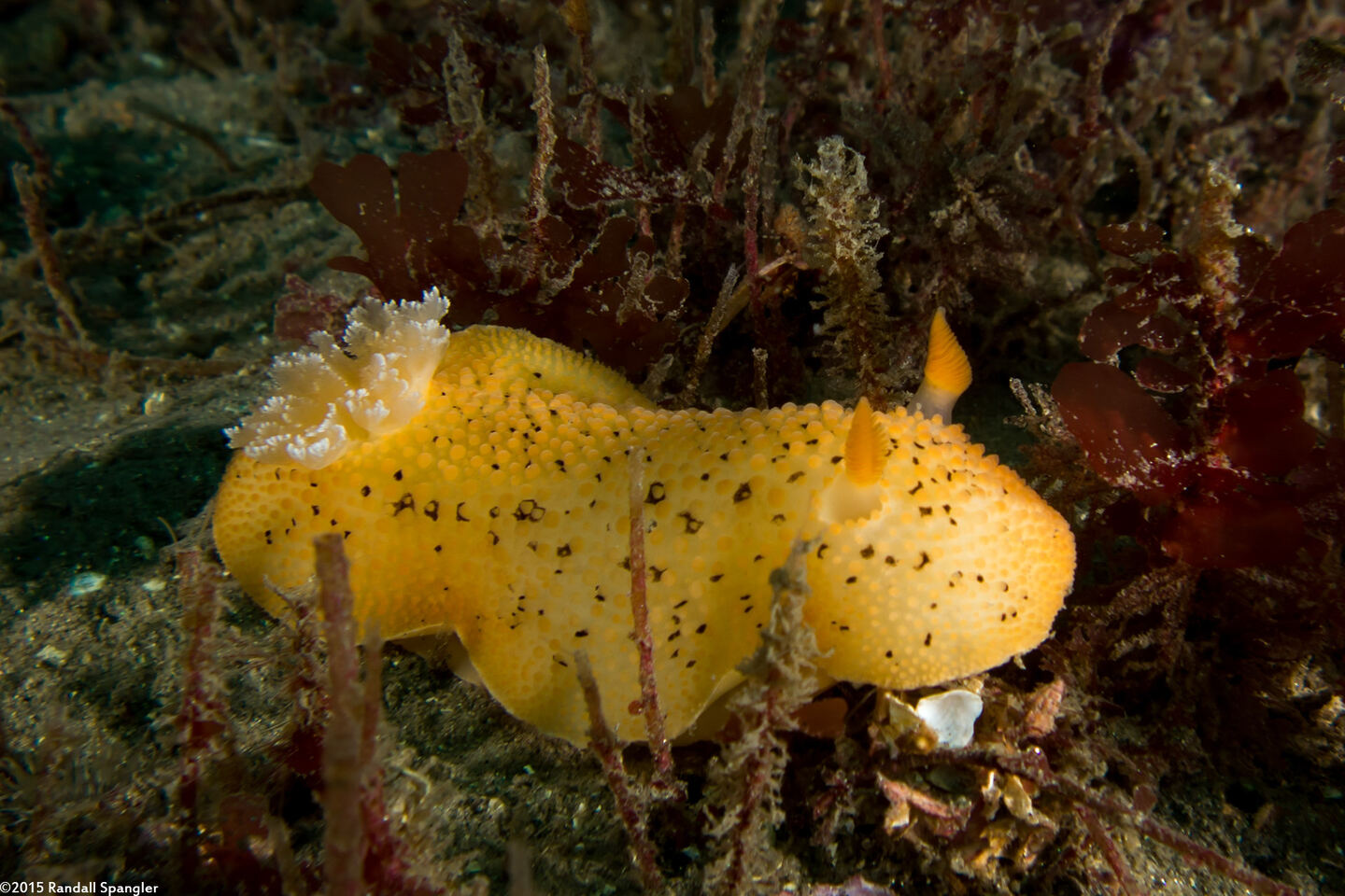 Peltodoris nobilis (Sea Lemon)