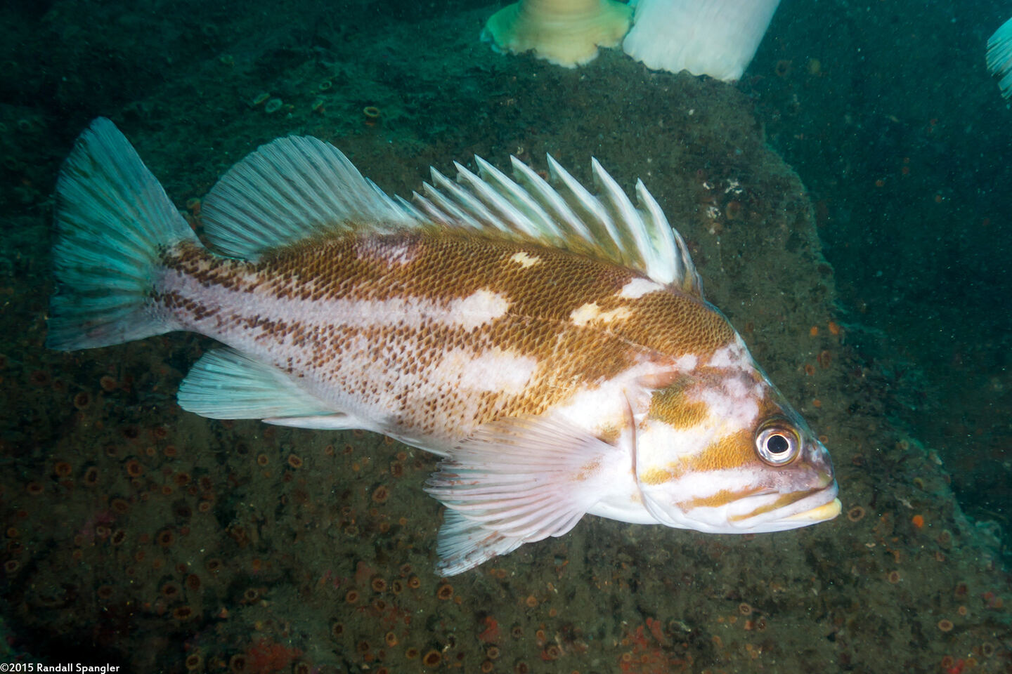 Sebastes caurinus (Copper Rockfish)