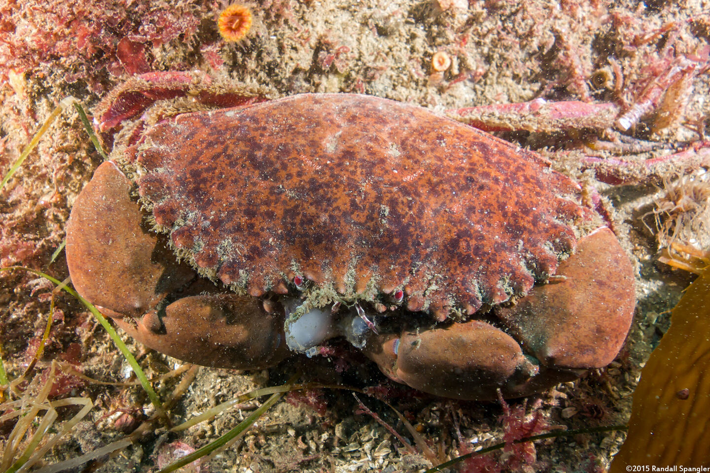 Romaleon antennarium (Pacific Rock Crab)
