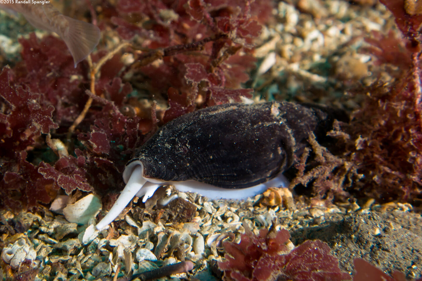 Atrimitra idae (Ida's Miter)