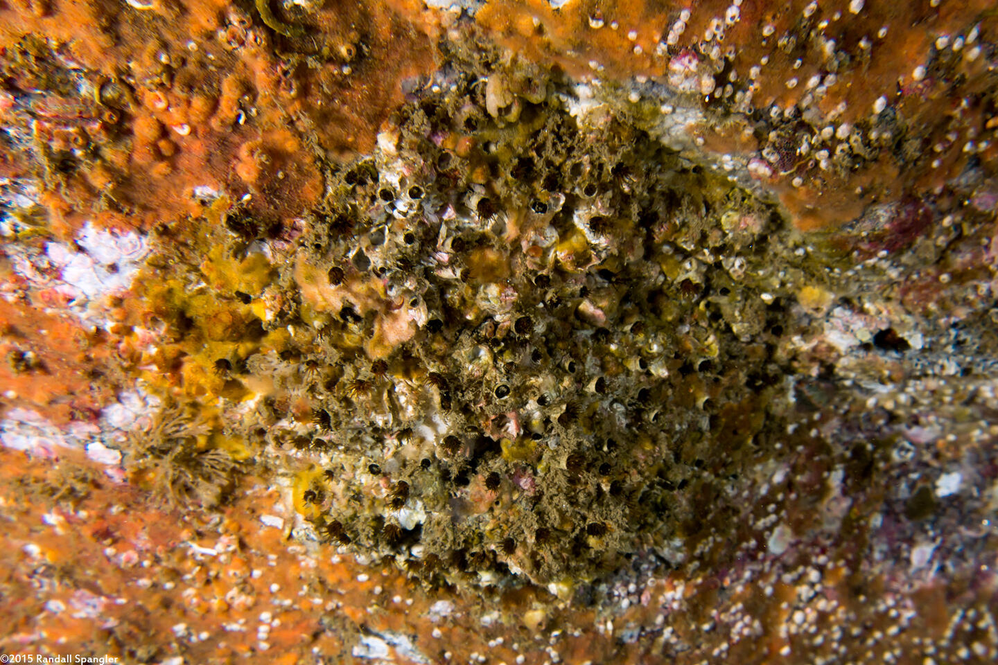 Dodecaceria pacifica (Colonial Tube Worm)