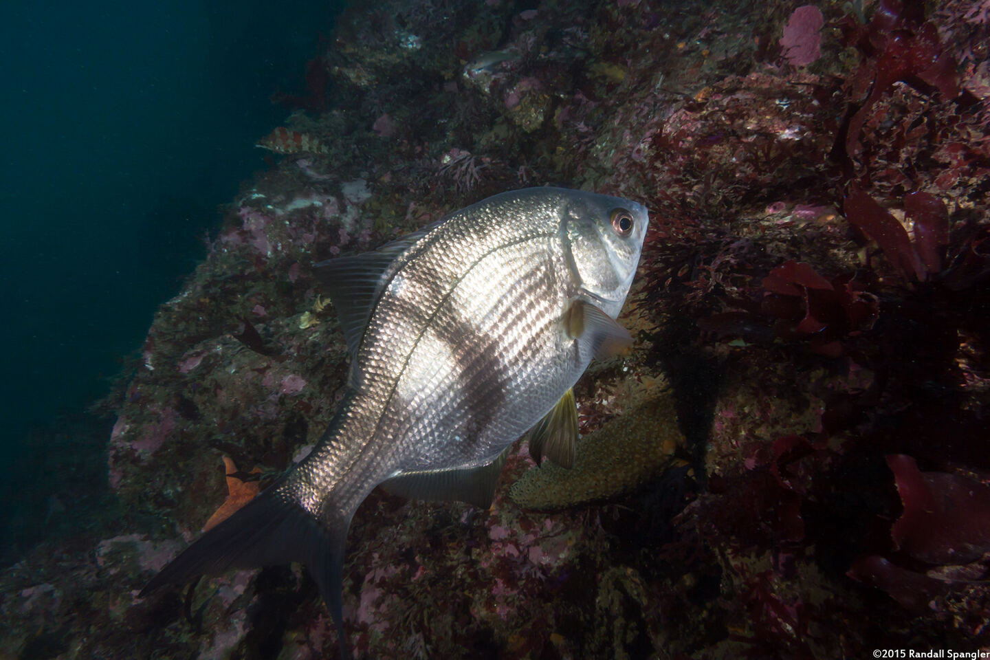 Rhacochilus vacca (Pile Perch)