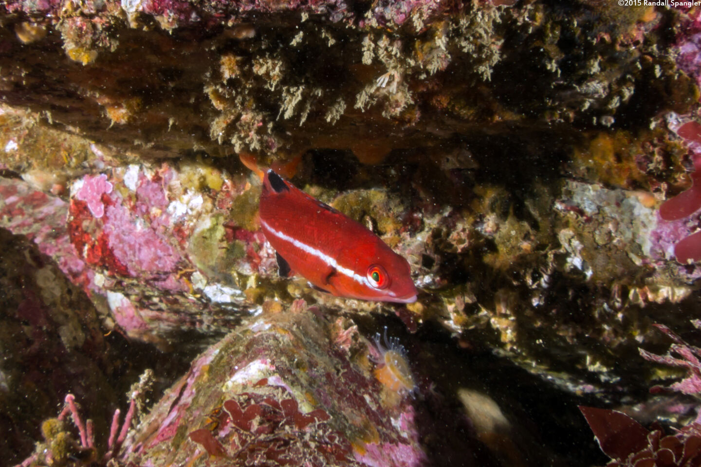 Semicossyphus pulcher (California Sheephead)