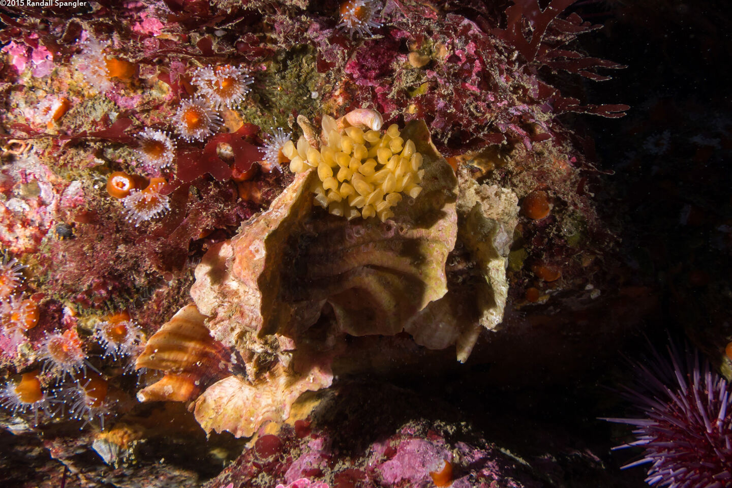 Ceratostoma foliatum (Leafy Hornmouth); Eggs on a hornmouth that moved too slowly