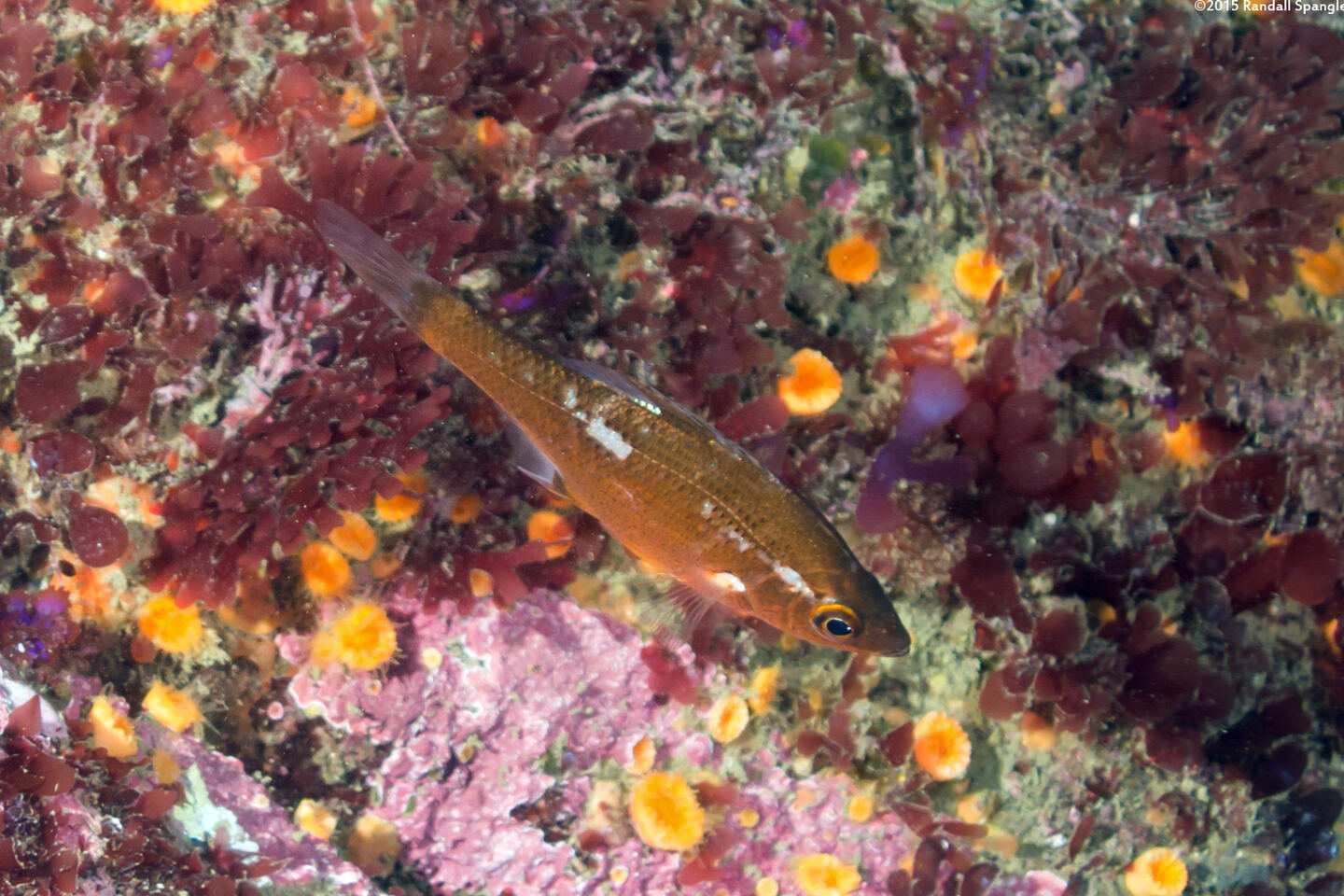 Brachyistius frenatus (Kelp Perch)