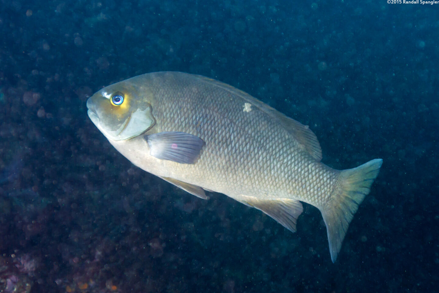 Girella nigricans (Opaleye)