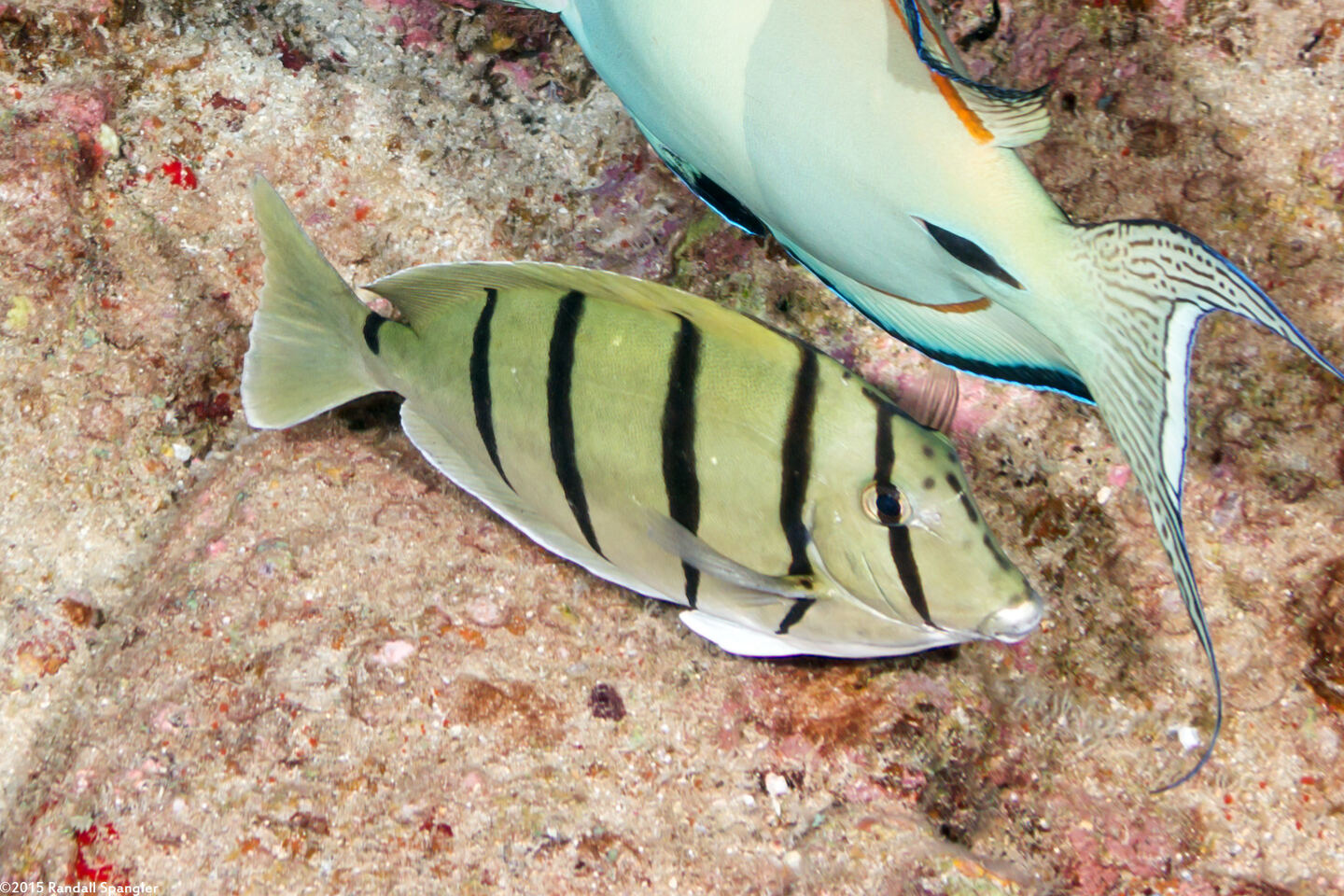 Acanthurus triostegus (Convict Tang)
