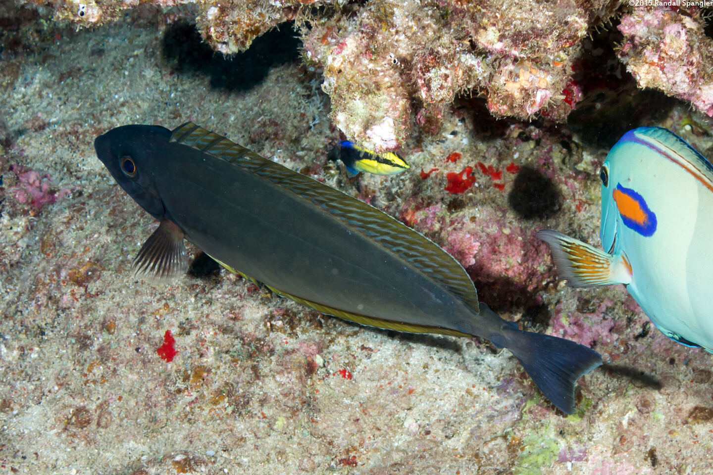 Naso hexacanthus (Sleek Unicornfish)