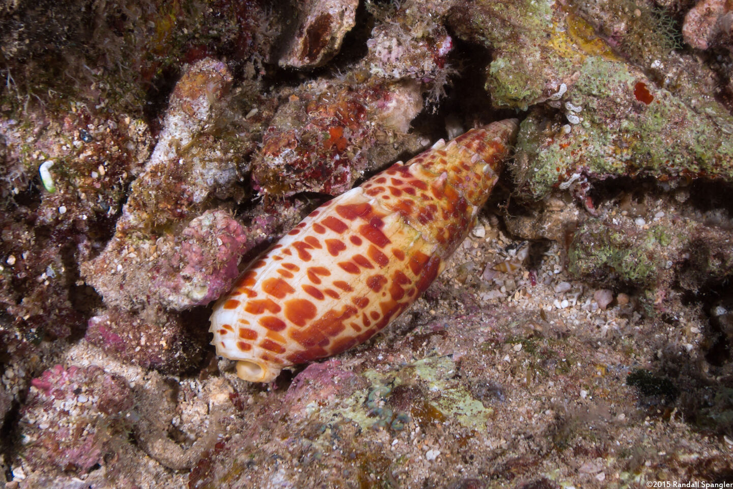 Mitra stictica (Punctured Miter)