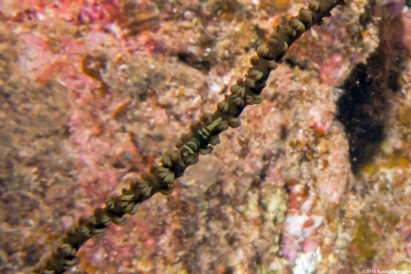 Pontonides ankeri (Barred Wire Coral Shrimp)