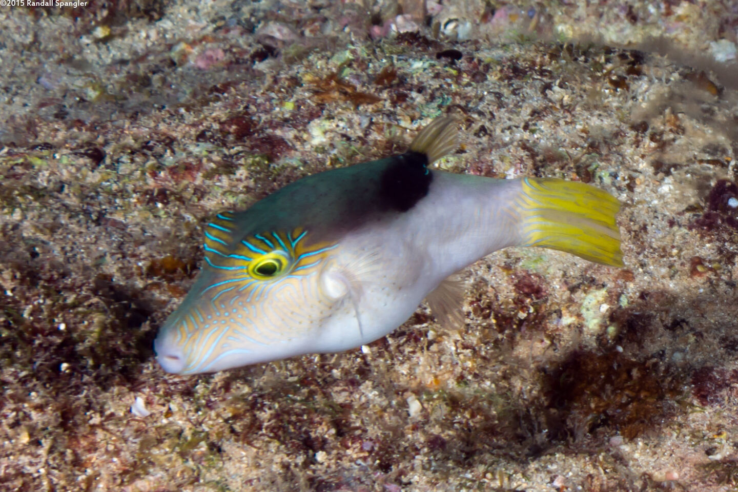 Canthigaster epilampra (Lantern Toby)