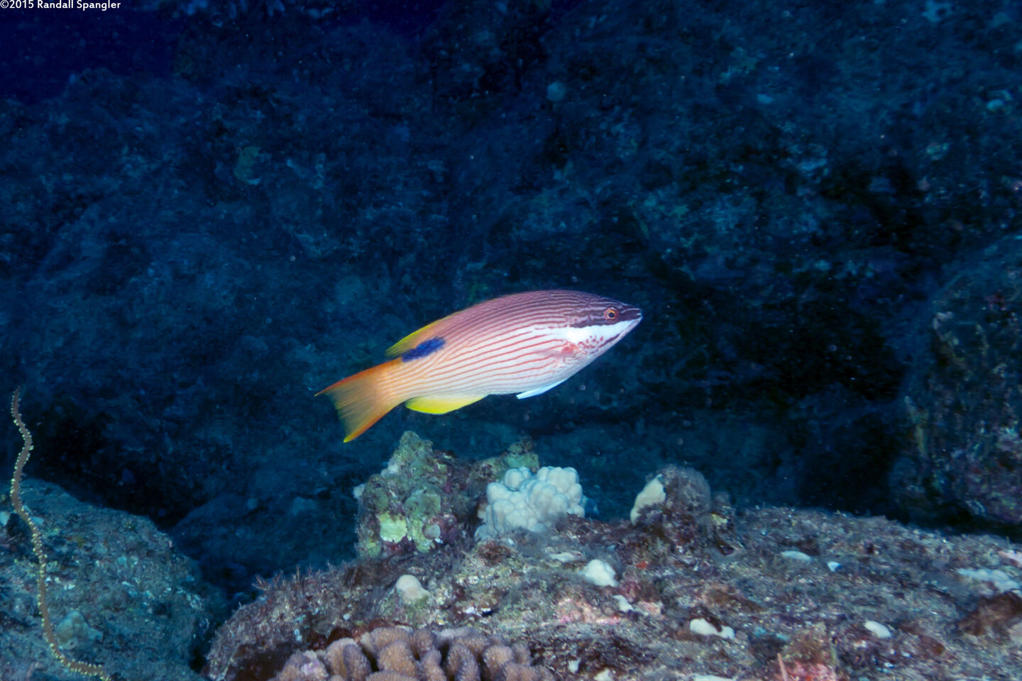 Bodianus albotaeniatus (Hawaiian Hogfish)