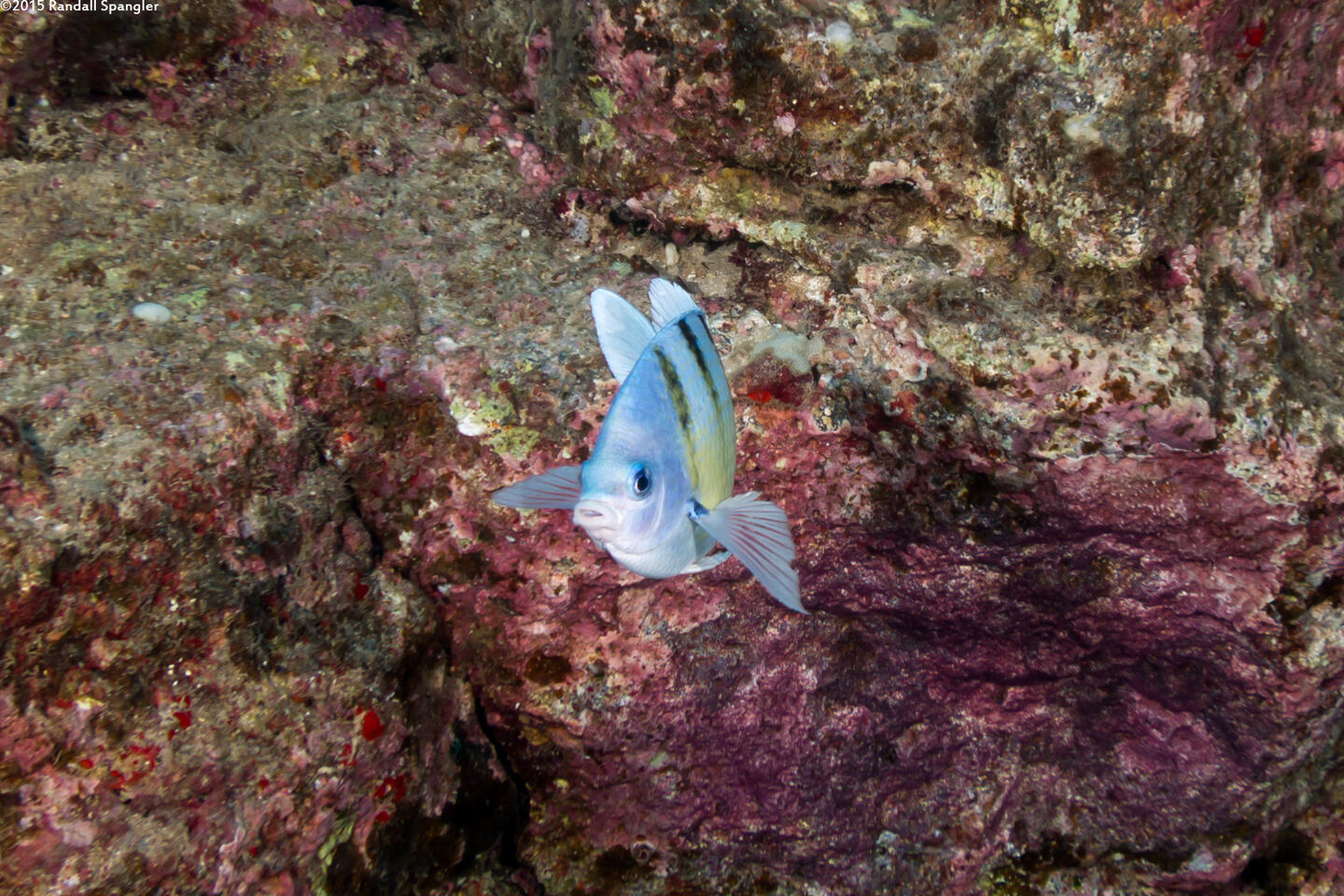 Abudefduf abdominalis (Hawaiian Sergeant)