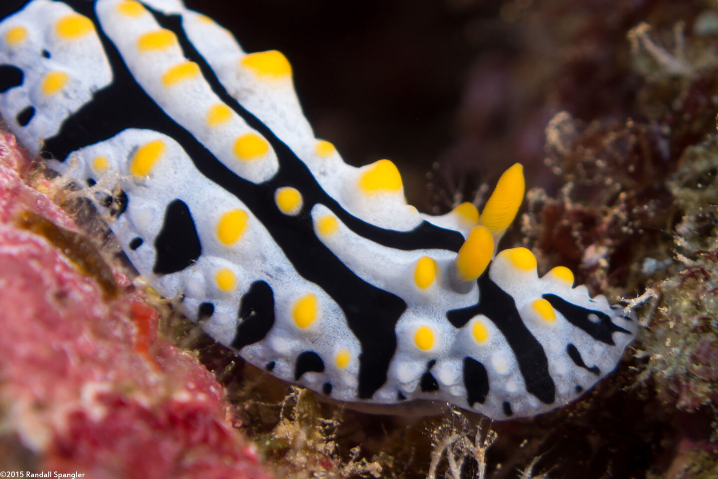 Phyllidia varicosa (Varicose Phyllidia)