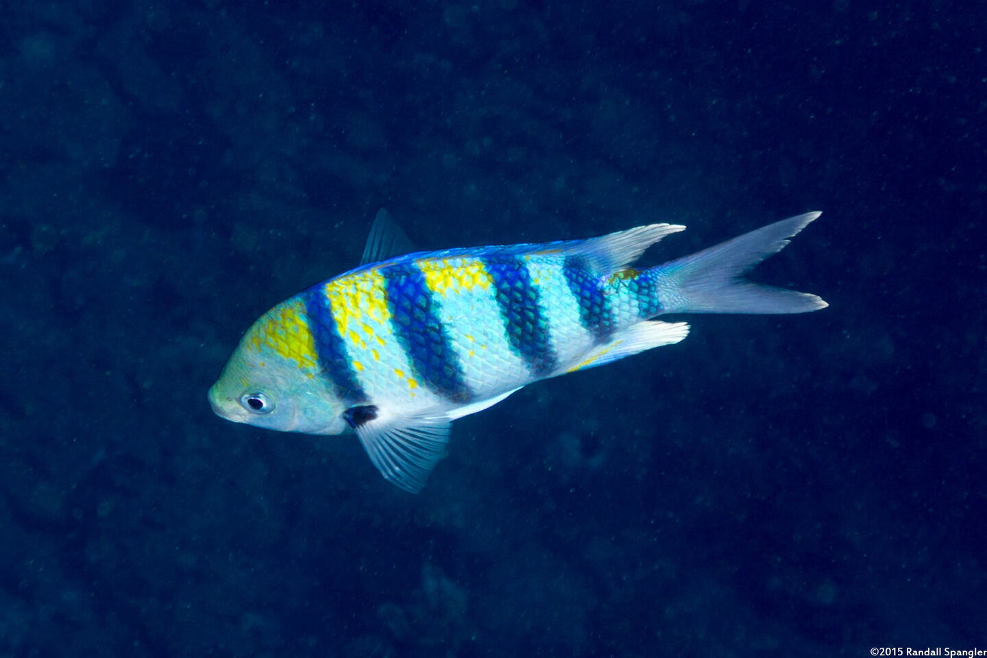 Abudefduf vaigiensis (Indo-Pacific Sergeant)