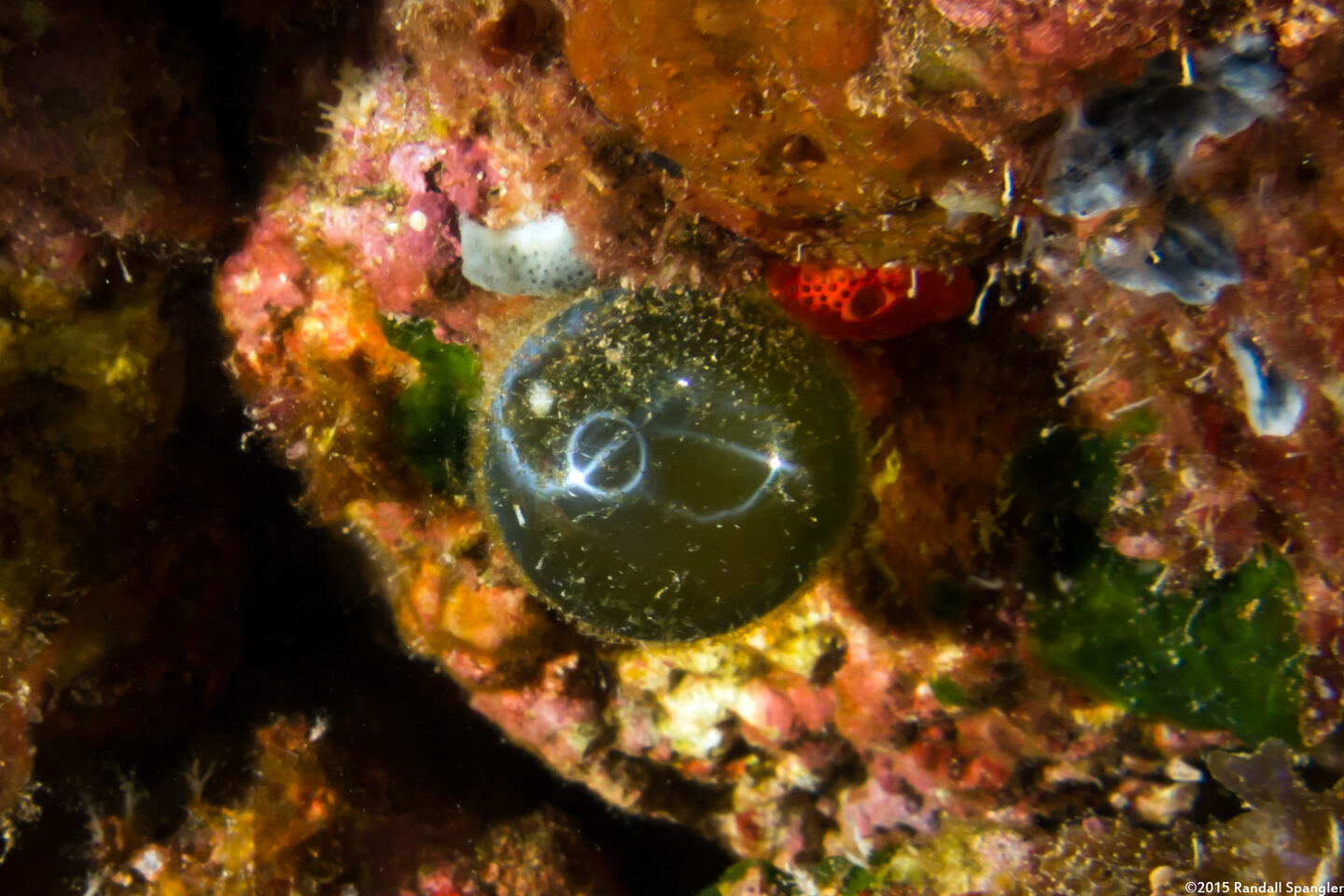 Valonia ventricosa (Sea Grape)