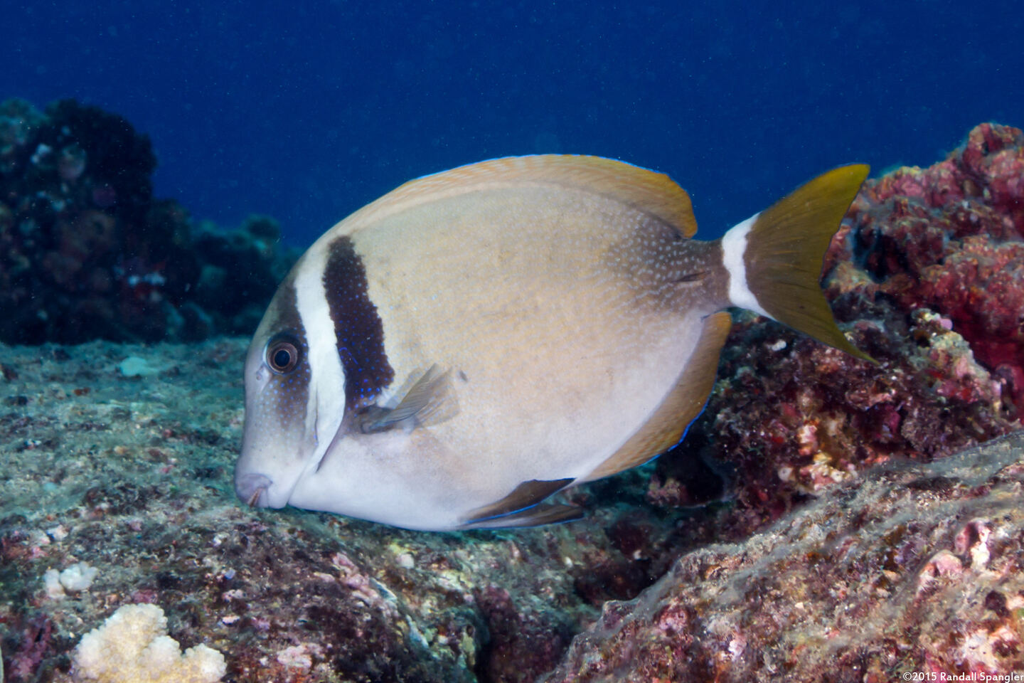 Acanthurus leucopareius (Whitebar Surgeonfish)