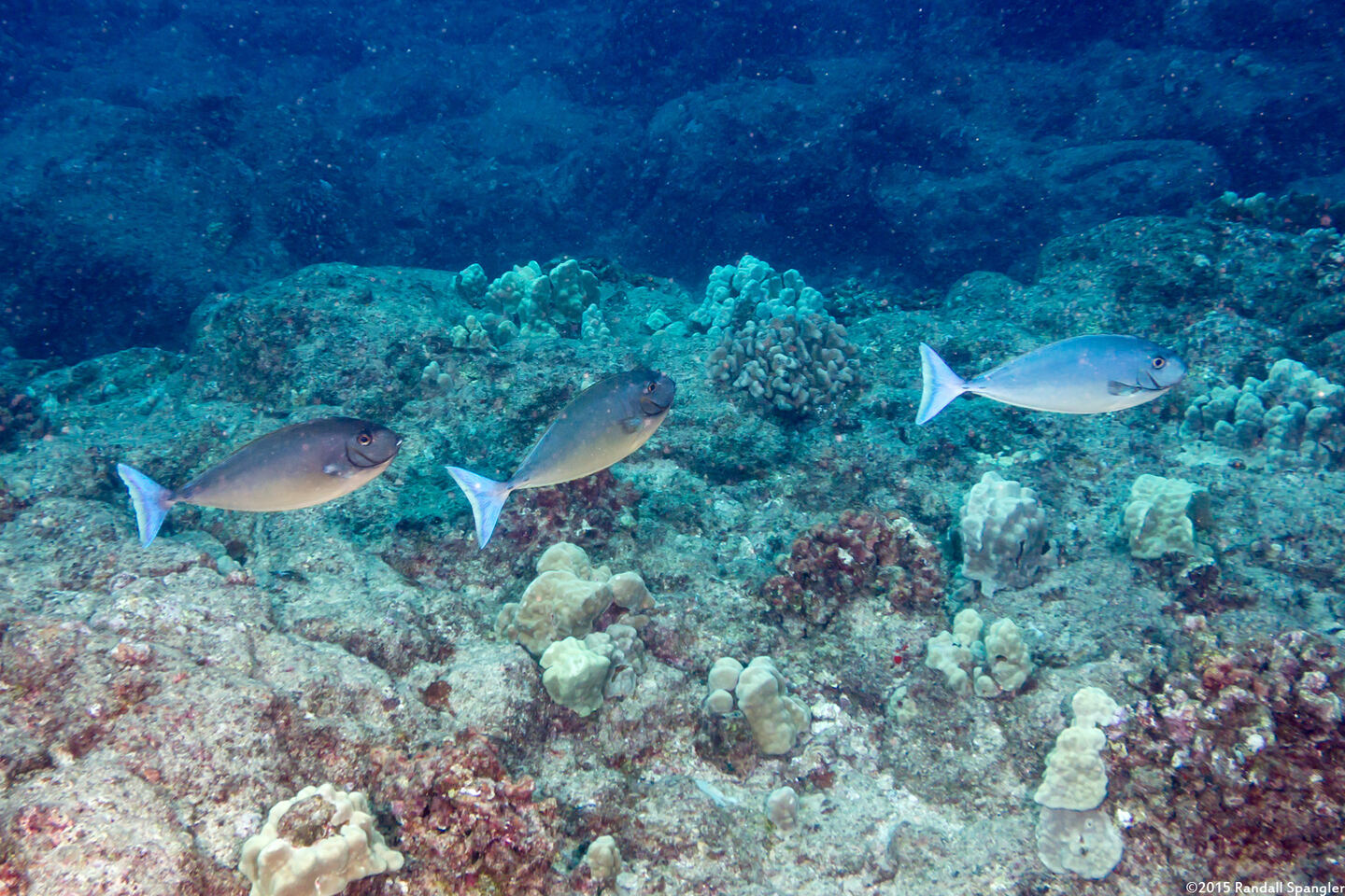Naso hexacanthus (Sleek Unicornfish)