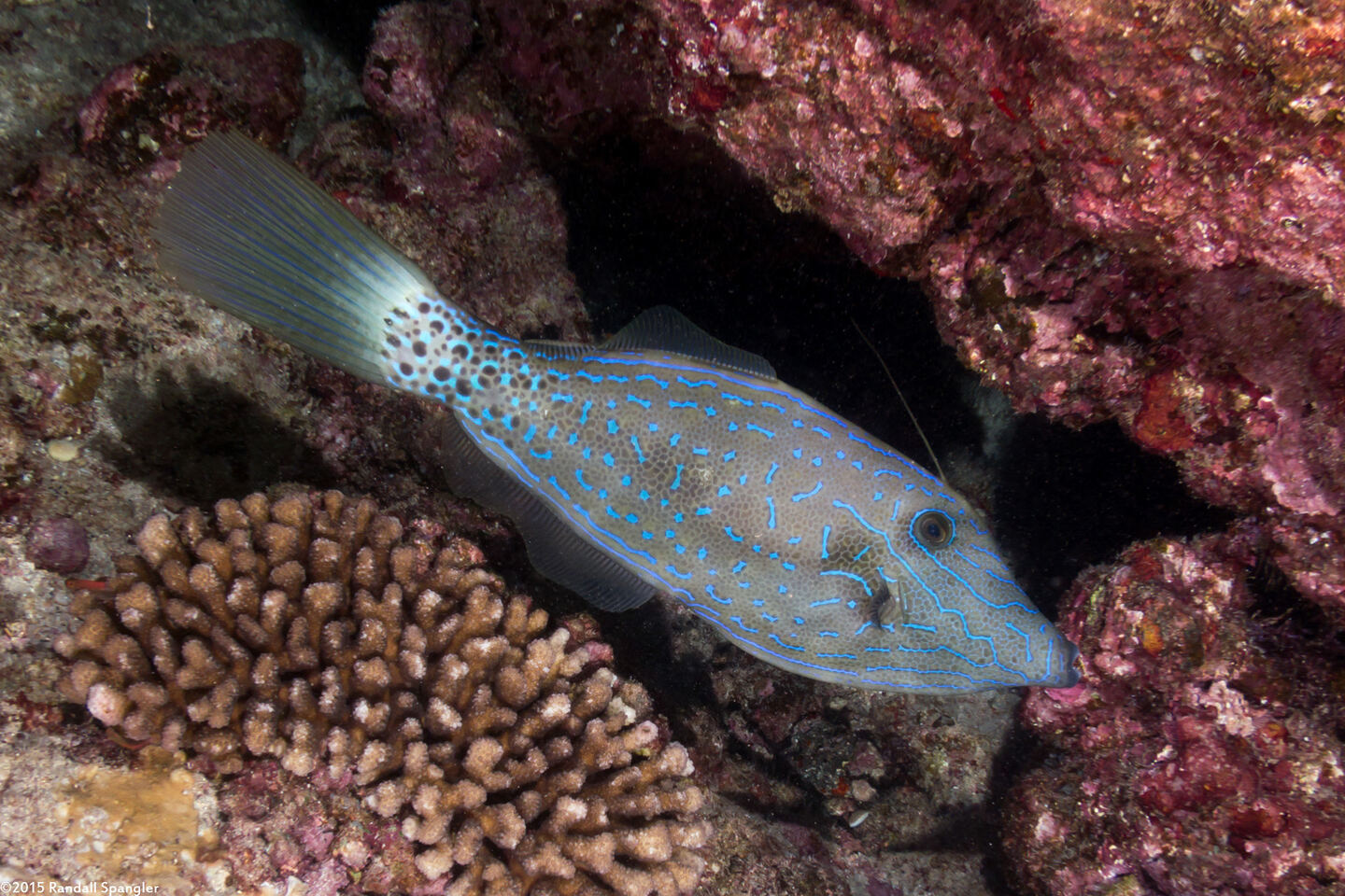 Aluterus scriptus (Scrawled Filefish)