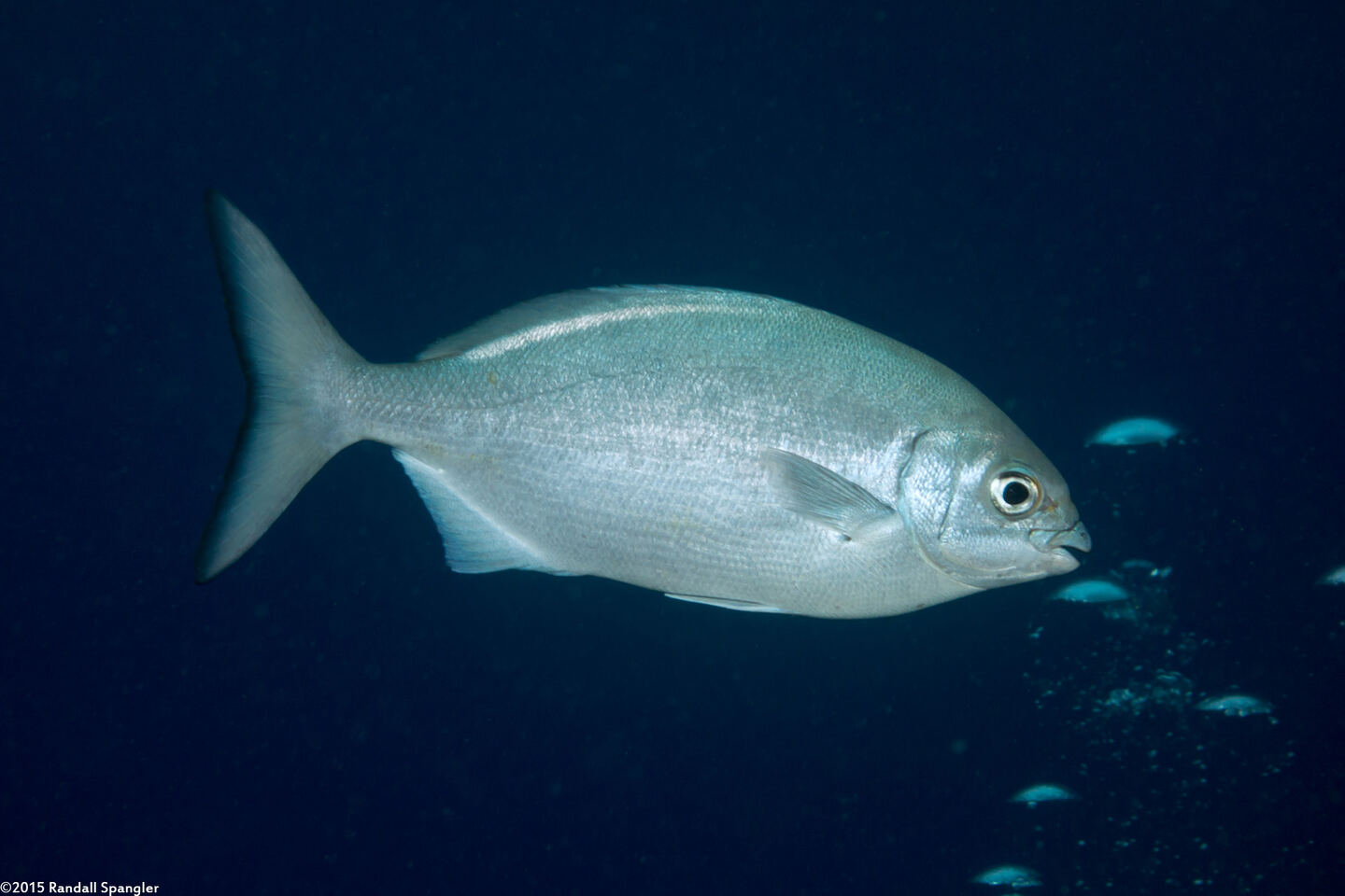 Kyphosus sandwicensis (Gray Chub)