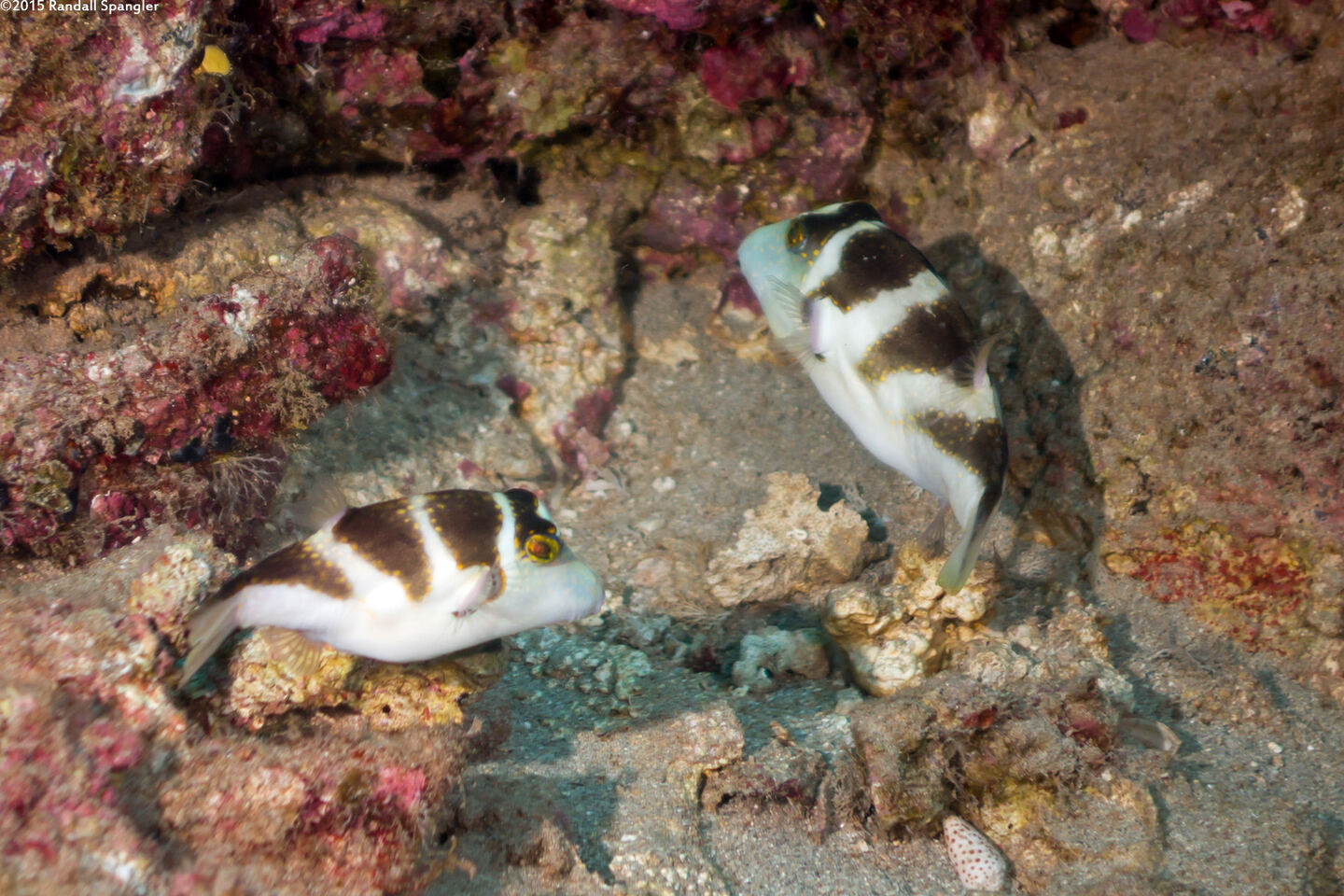 Canthigaster coronata (Crowned Toby)