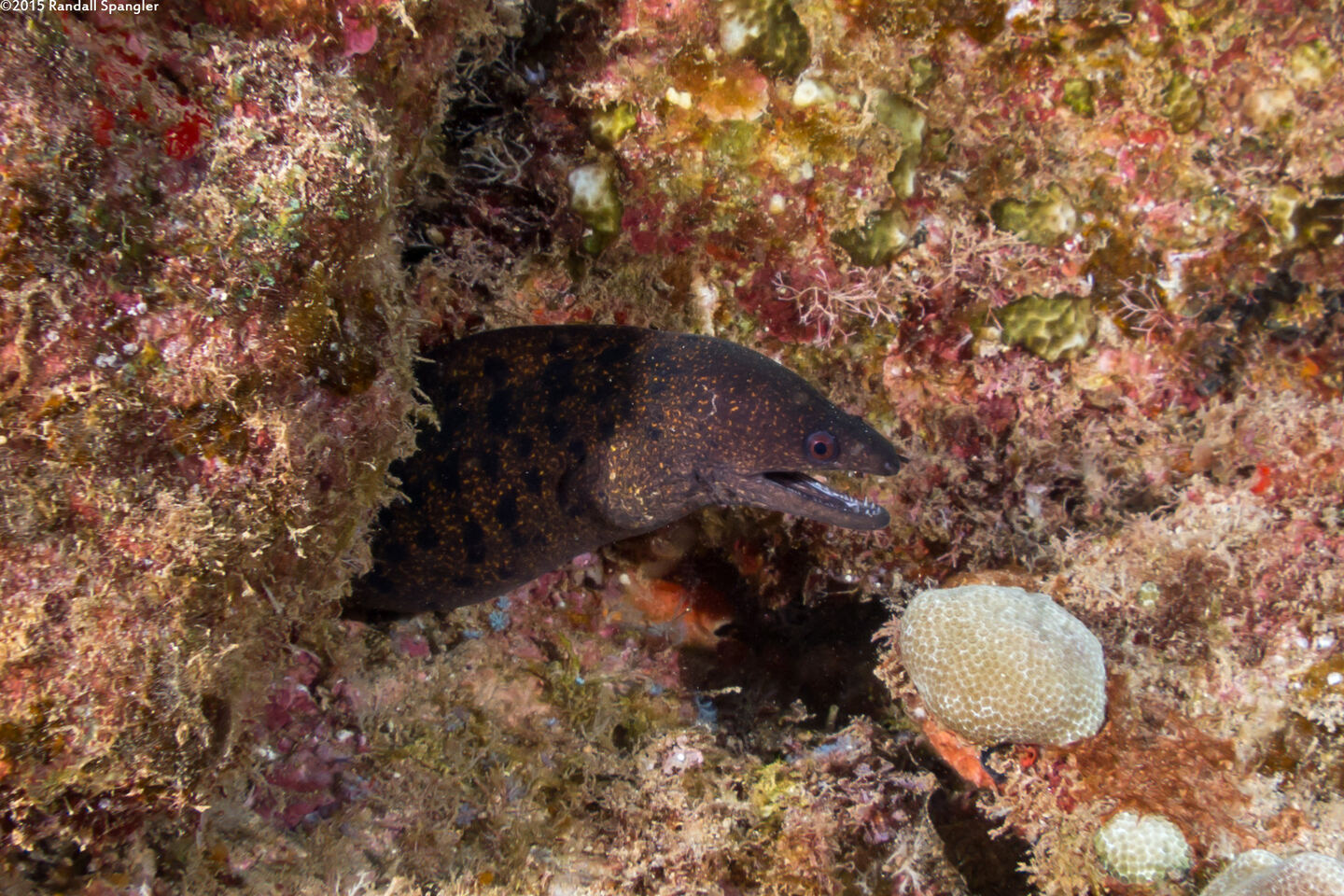 Gymnothorax eurostus (Stout Moray)