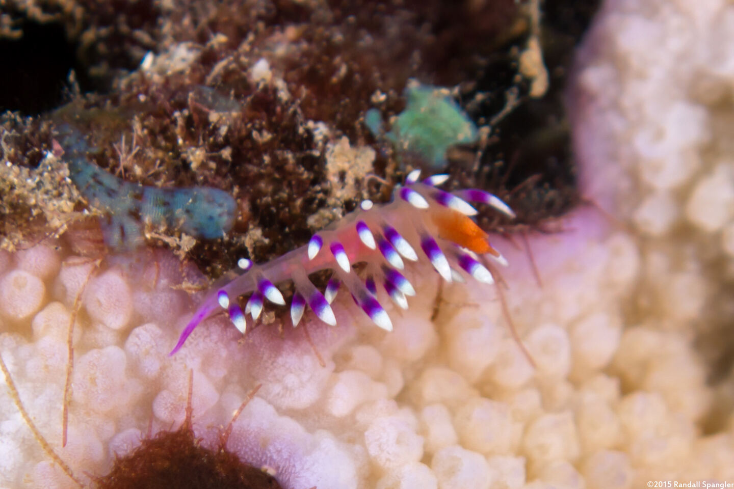 Coryphellina exoptata (Desirable Flabellina)