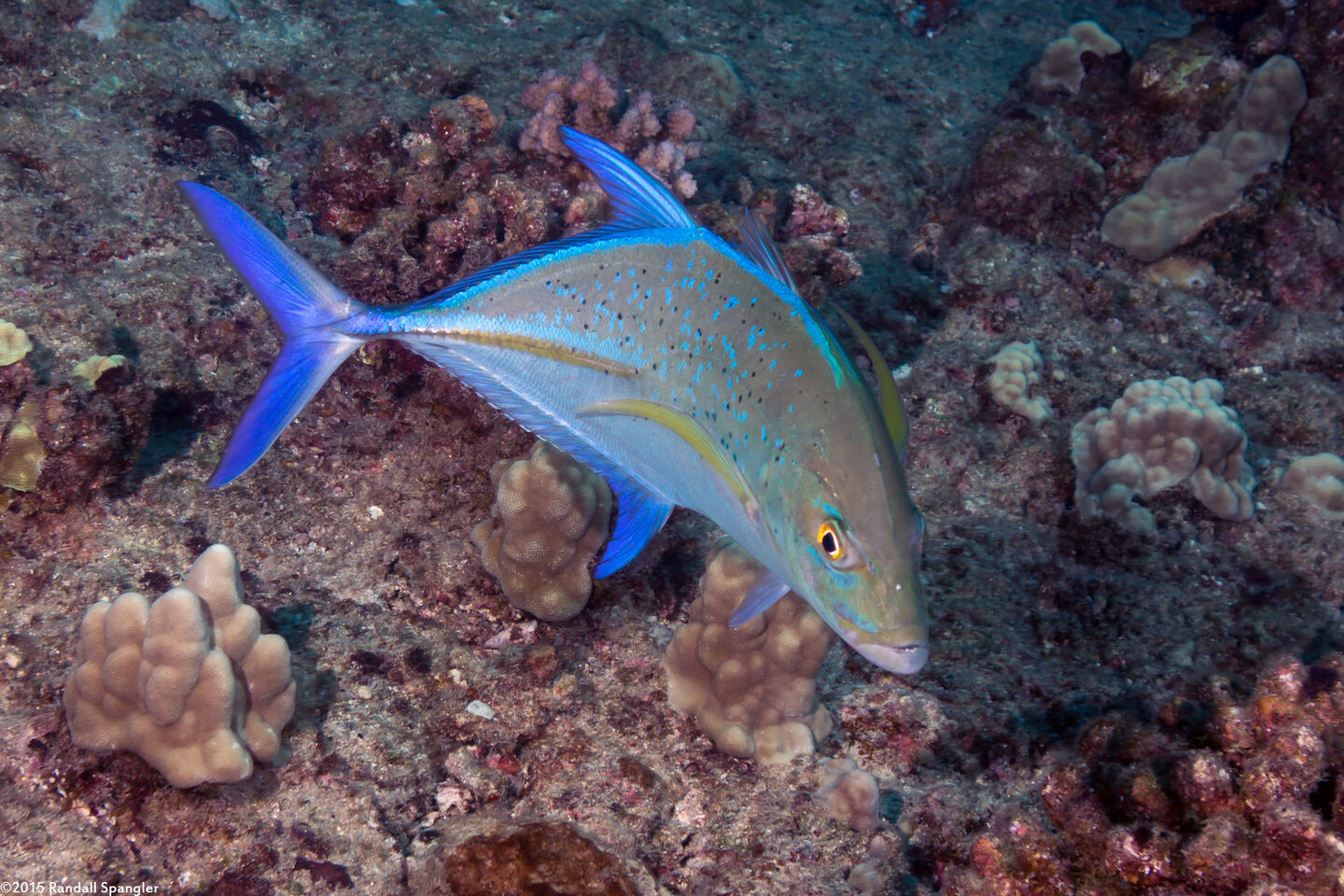 Caranx melampygus (Bluefin Trevally)