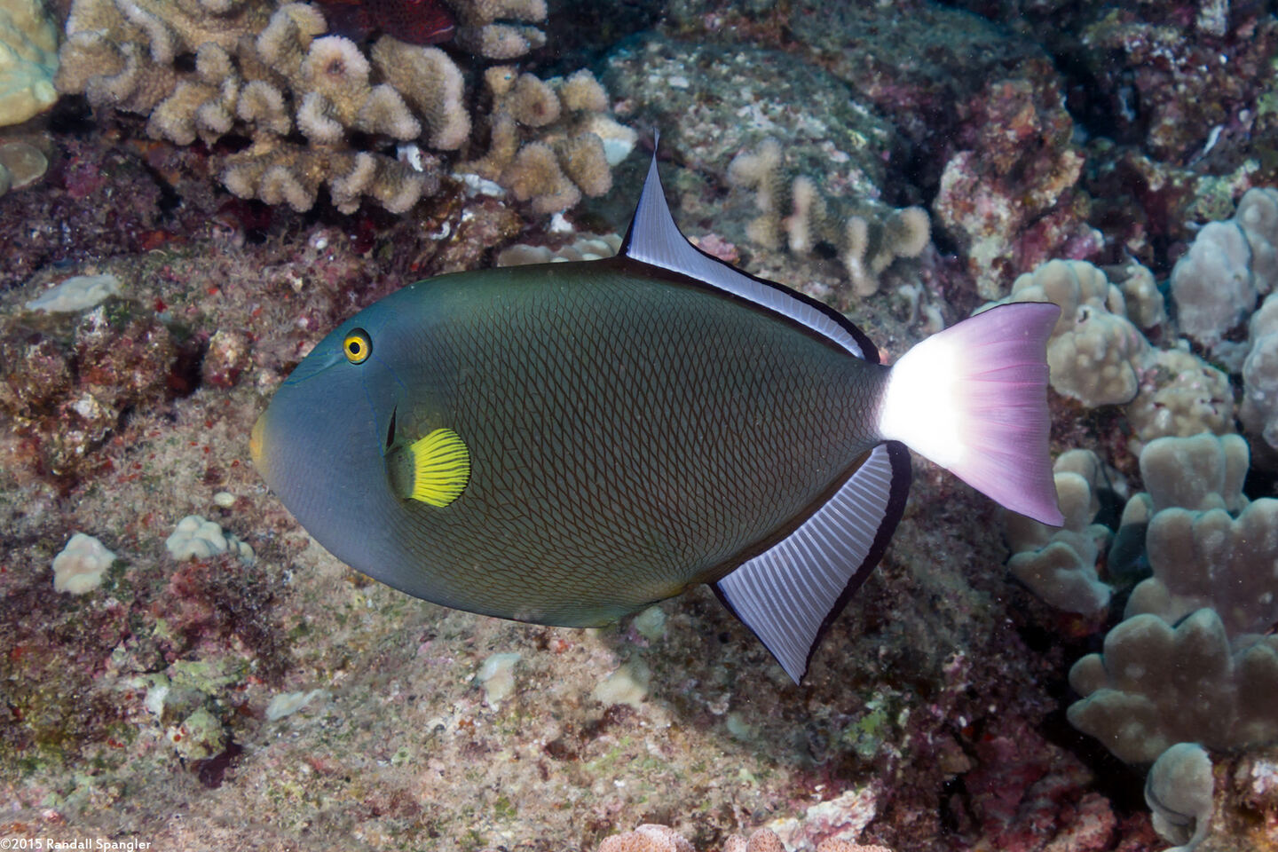 Melichthys vidua (Pinktail Triggerfish)