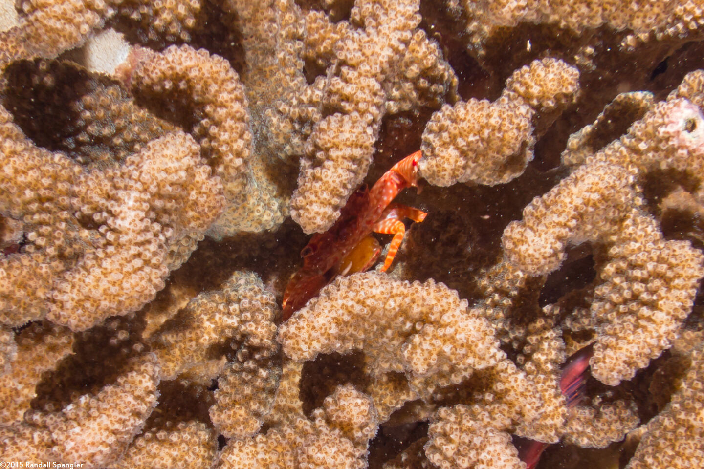 Trapezia flavopunctata (Yellow-Spotted Guard Crab); This one is carrying eggs