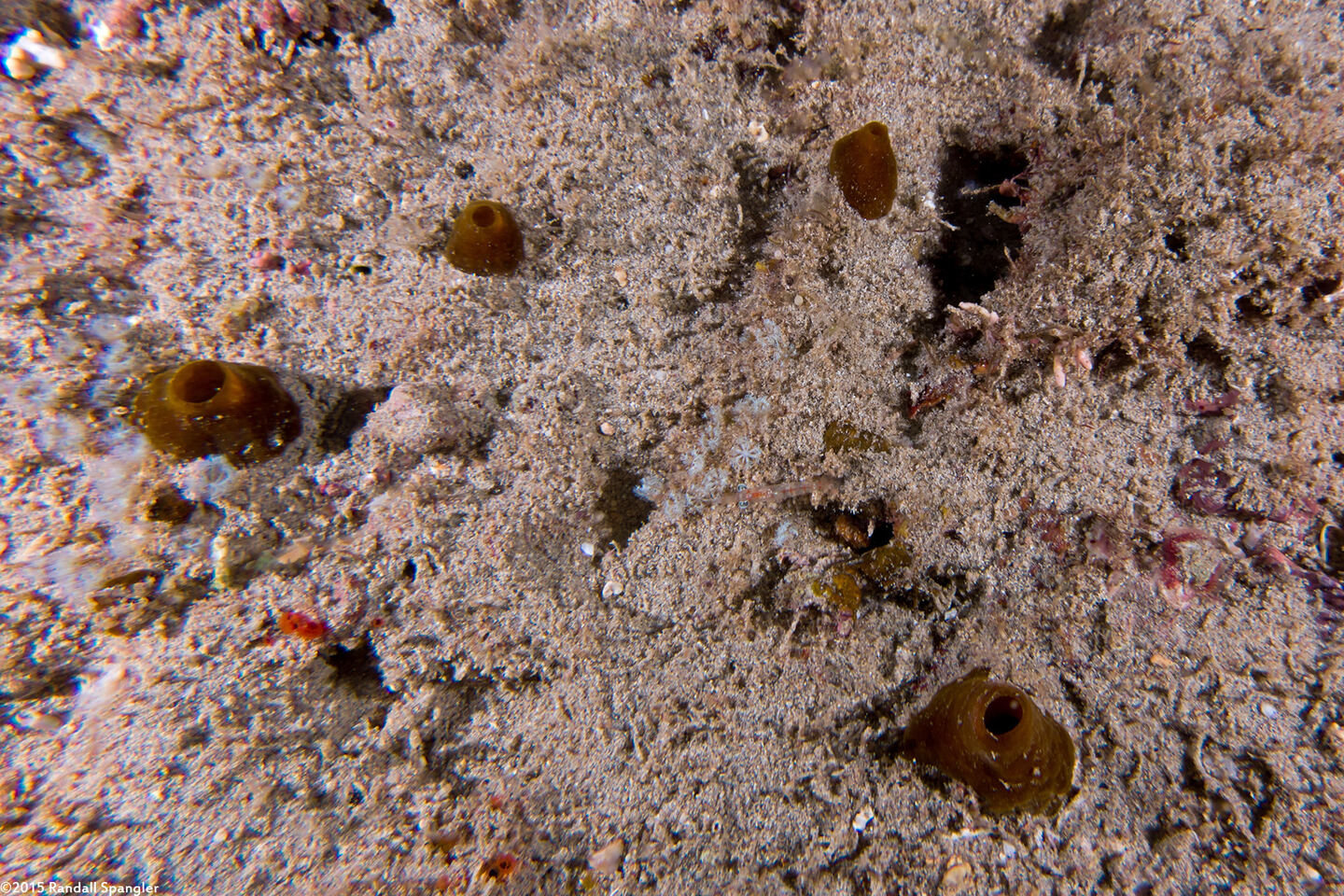 Spheciospongia vagabunda (Vagabond Boring Sponge)