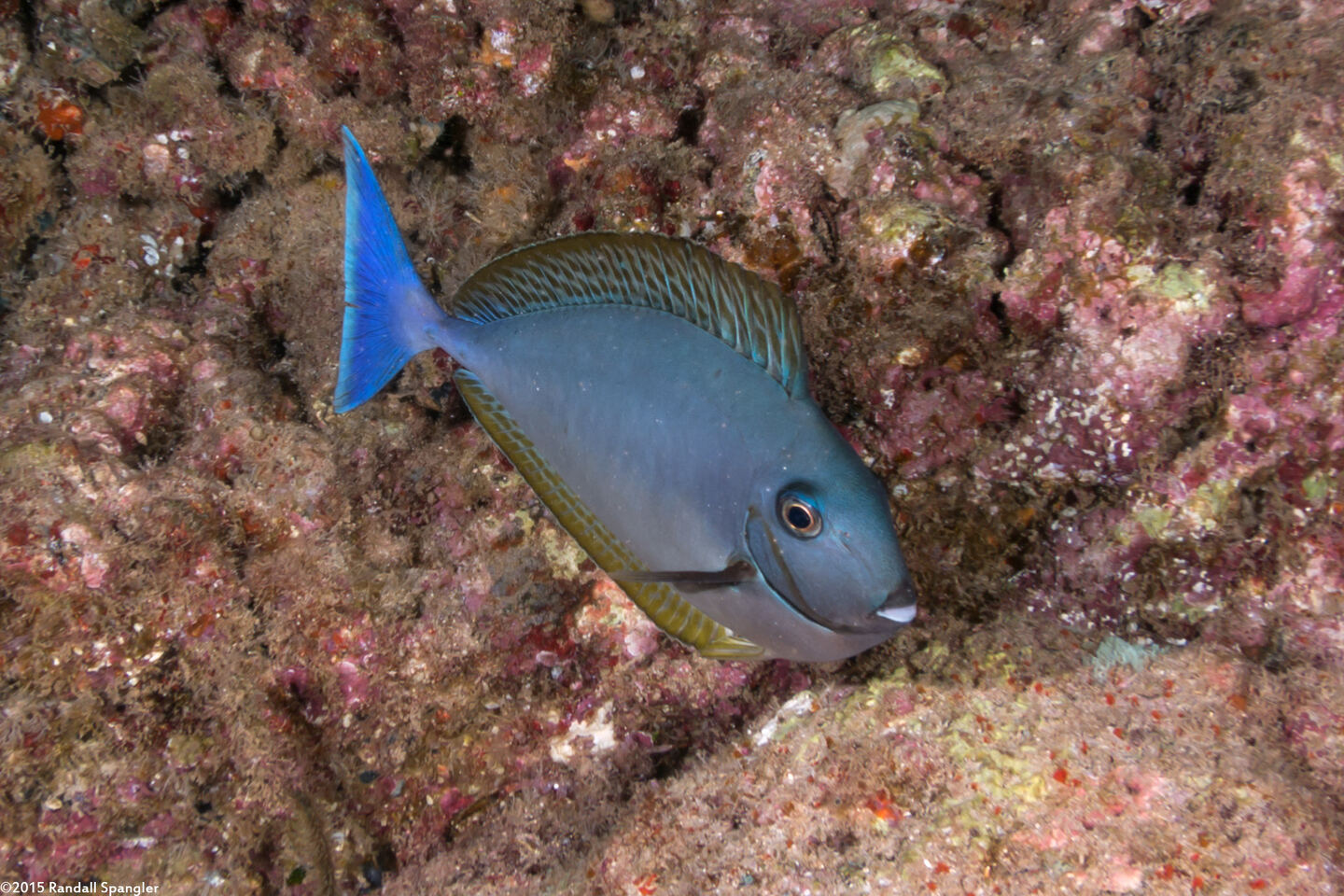 Naso hexacanthus (Sleek Unicornfish)