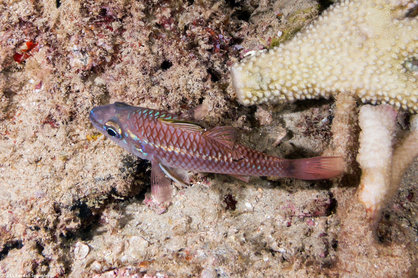 Pristiapogon kallopterus (Iridescent Cardinalfish)
