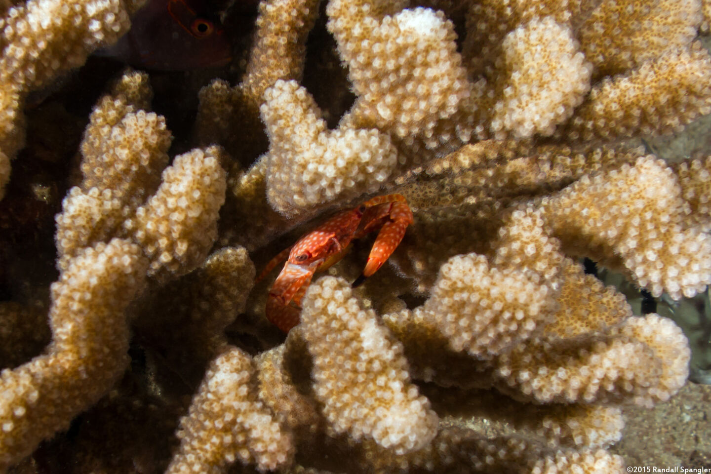Trapezia flavopunctata (Yellow-Spotted Guard Crab)