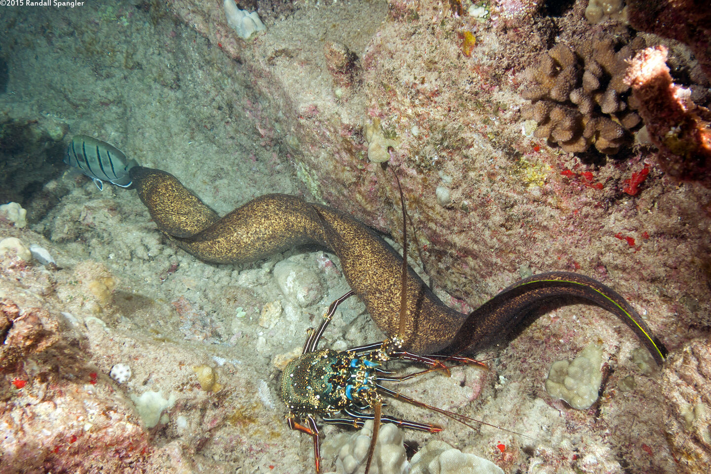 Gymnothorax flavimarginatus (Yellowmargin Moray); Hunting a convict tang at night