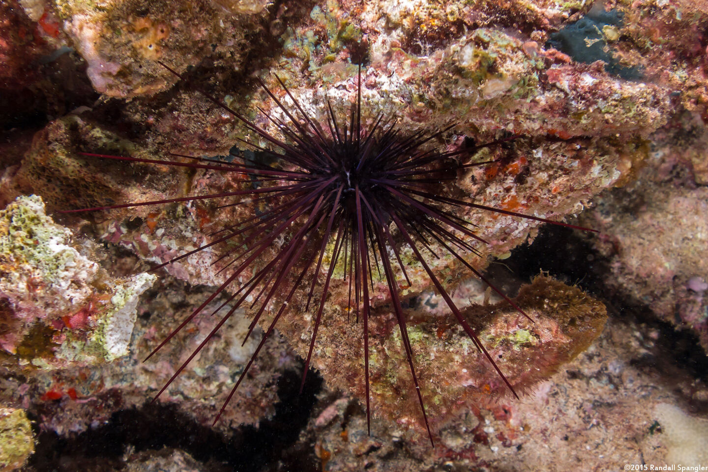 Diadema paucispinum (Long-Spined Urchin)