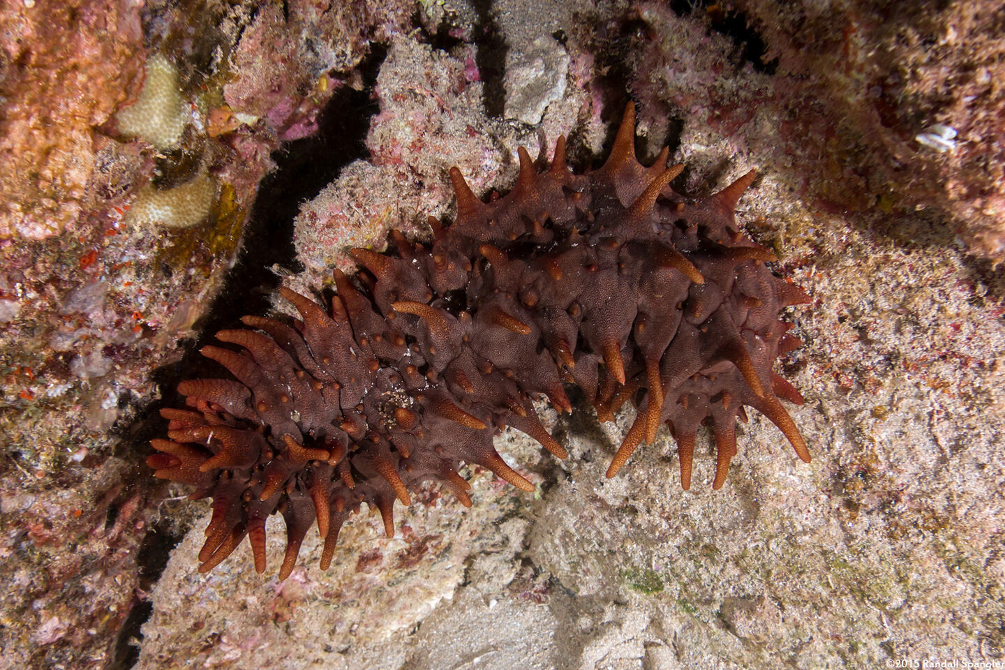Stichopus sp.1 (Hawaiian Spiky Sea Cucumber)